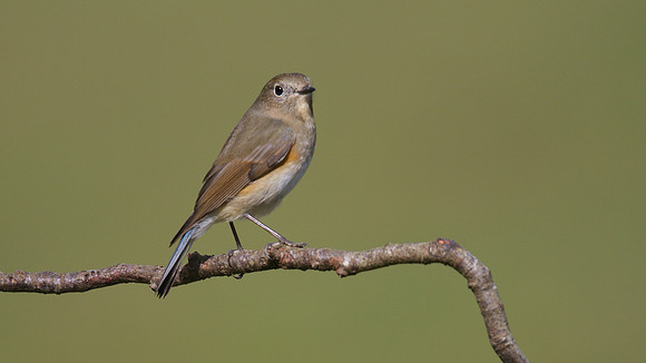 Red flanked Bluetail, Marshfield 2014