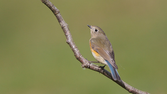 Red flanked Bluetail, Marshfield 2014