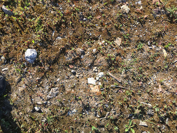 Little Ringed Plover