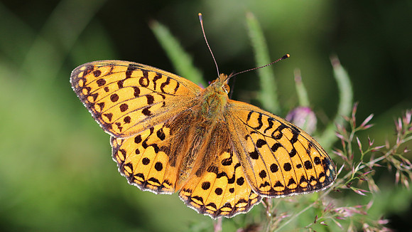 Dark Green Fritillary, Alun Valley, July 2016