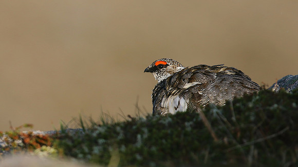 Ptarmigan, Cairngorms, June 2016