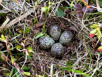 Temminck Stint, Batsjford,​ Norway, June 2023 (set 4)