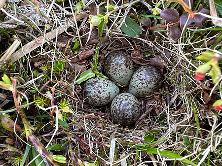 Temminck Stint, Batsjford,​ Norway, June 2023 (set 4)