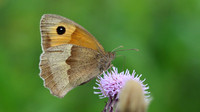 Meadow Brown, Tockington, July 2016