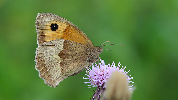 Meadow Brown, Tockington, July 2016