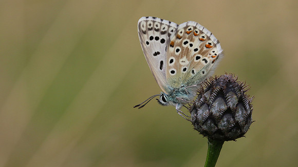 Chalkhill Blue, Breakheart Quarry, August 2016