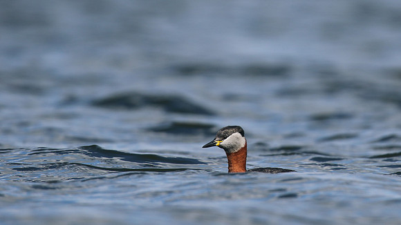 Red-necked Grebe, Farmoor Reservoir, March  2016