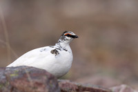 Ptarmigan, Batsjford, Norway, June 2023