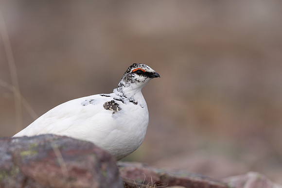 Ptarmigan, Batsjford, Norway, June 2023