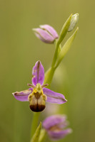 Bicolured Bee Orchid, Minchinhampton Common, June 2024