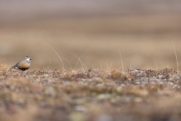 Dotterel, Batsjford, Norway, June 2023