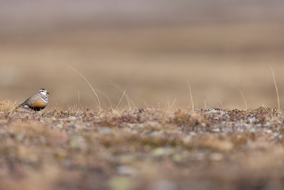 Dotterel, Batsjford, Norway, June 2023