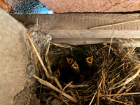 Robin, Oldbury, May 2022.