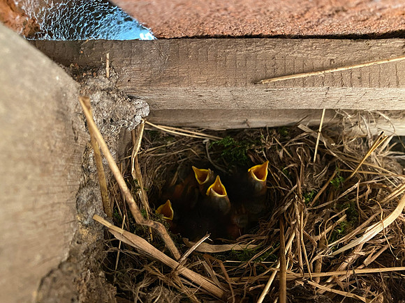 Robin, Oldbury, May 2022.