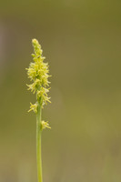 Musk Orchid, Cleeve common, June 2024