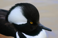Hooded Merganser, Radipole Lake, Weymouth, March 2016