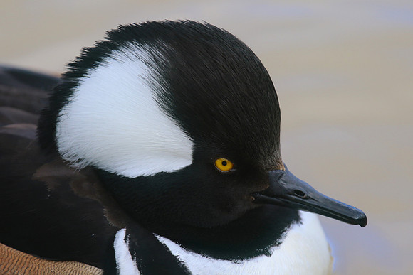 Hooded Merganser, Radipole Lake, Weymouth, March 2016