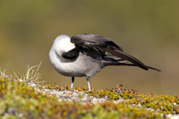 Long-tailed Skua, Mount Aliigas, Finland, June 2023