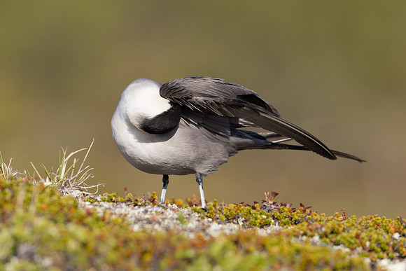 Long-tailed Skua, Mount Aliigas, Finland, June 2023