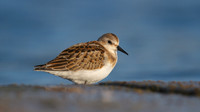 Little Stint, Cheddar Reservoir, September 2014