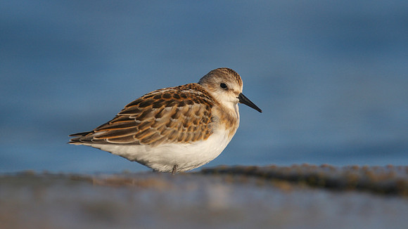 Little Stint, Cheddar Reservoir, September 2014