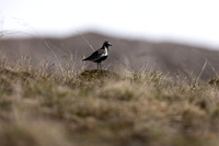 Northern, Golden Plover, Batsjford, Norway, June 2023