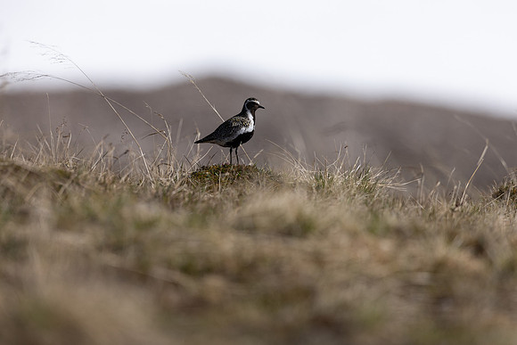 Northern, Golden Plover, Batsjford, Norway, June 2023