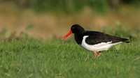 Oystercatcher, Lochindorb, June 2016