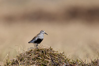Dunlin, Batsjford, Norway, June 2023