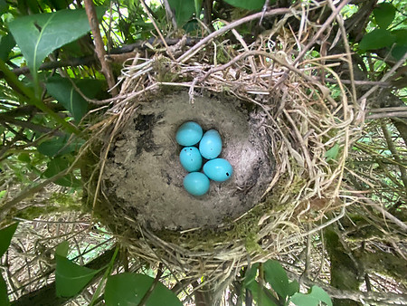 Song Thrush, Rockhampton, May 2022