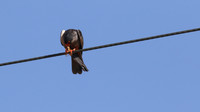 Amur Falcon, Anarita Park, Cyprus, May 2016
