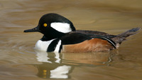 Hooded Merganser