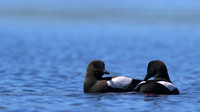Black Guillemot, Oban, June 2016