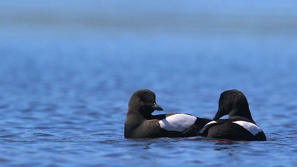 Black Guillemot, Oban, June 2016