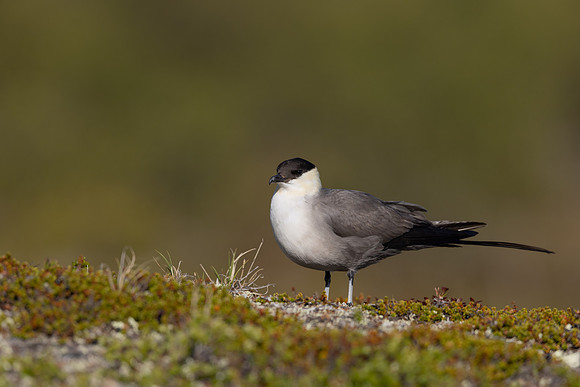 Long-tailed Skua, Mount Aliigas, Finland, June 2023
