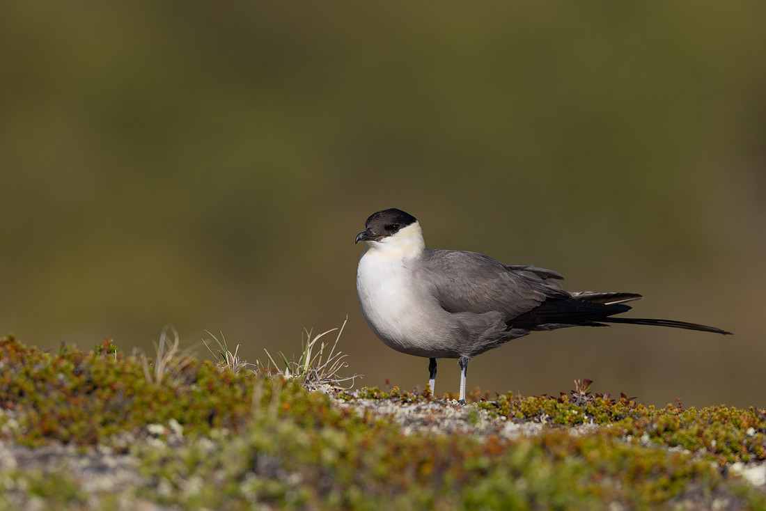 Long-tailed Skua, Mount Aliigas, Finland, June 2023