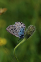 Large Blue, Collard Hill, June 2016