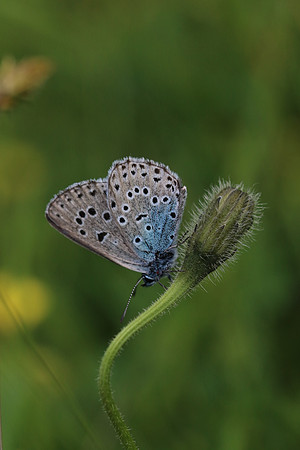 Large Blue, Collard Hill, June 2016
