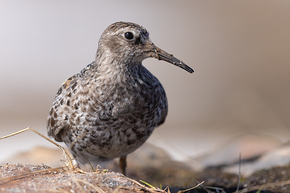 Purple Sandpiper, Batsjford, Norway, June 2023