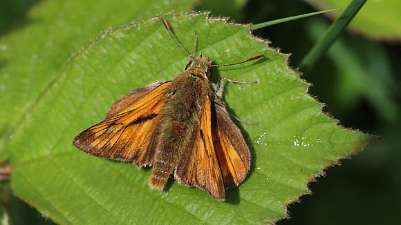 Large Skipper, Alun Valley, July 2016.