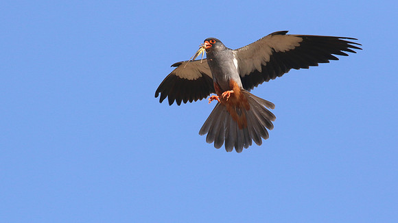 Amur Falcon, Anarita Park, Cyprus, May 2016