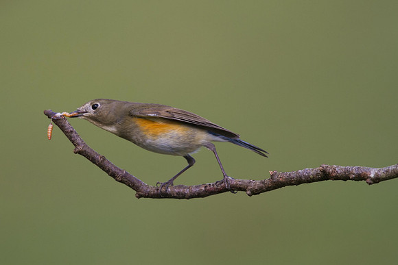 Red flanked Bluetail, Marshfield 2014