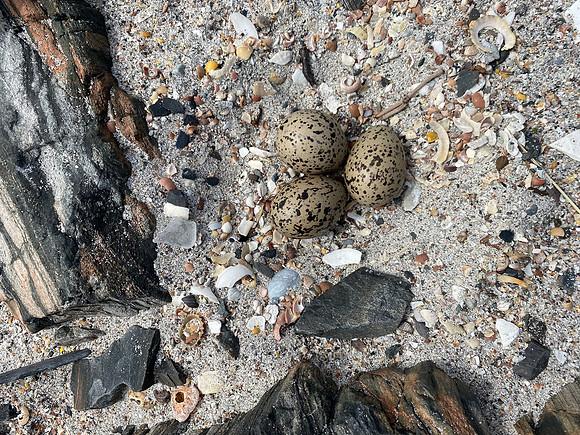 Oystercatcher, Isle of Mull, June 2021