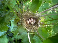 Blackcap, Tockington , May 2023