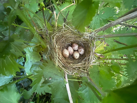 Blackcap, Tockington , May 2023