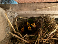 Robin, Oldbury, May 2022.