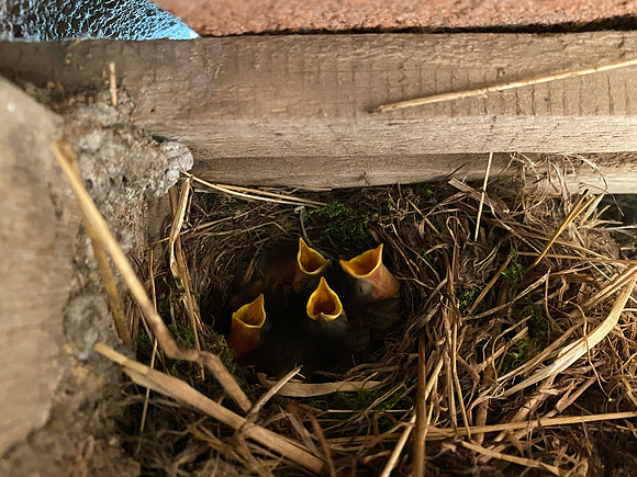 Robin, Oldbury, May 2022.