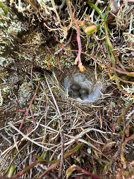 Lapland Bunting, Båtsfjord, Norway, June 2023
