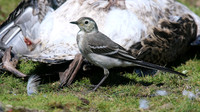 Pied Wagtail, Skomer, July 2016