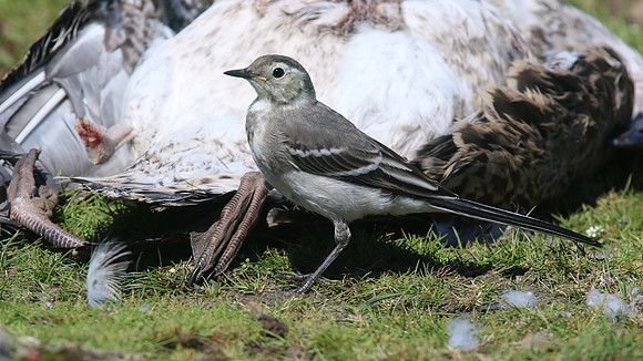 Pied Wagtail, Skomer, July 2016
